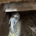 ازواج روز وهوقو منتجه