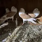 زوج نفاخ مكتف