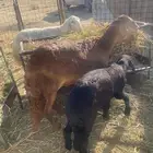 خلفه سواكنيه تم البيع