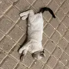 قط محتاج إنقاذ