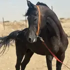 حصان اسود شيخ للبيع