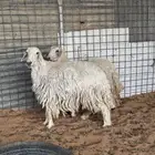 شوهات حيل مقفلات