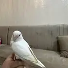 روز البينو عيون حمر العمر شهرين