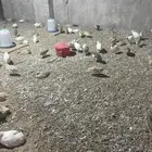 سمان