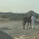 مهره شعبيه