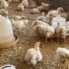 دجاج لاحم ذبح