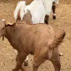 30 تيوس مخاصي وجفار