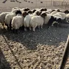 نعيم للبيع