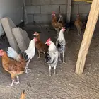 عدد 10 ديك بلدي العمر خمس اشهر