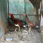 دجاج باكستاني