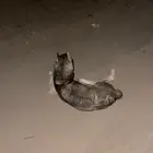 هاسكي ضا يع