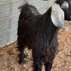 تيس ذبيحة فل الفل