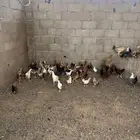 دجاج اعمارهن خمس شهور الى ست شهور