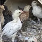 صوص دجاج بلدي