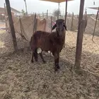 ذبايح سواكن حمري مربى 5شهور فل شحم جرب وقيم بنفسك