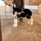 عرض نادر