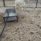 للبيع عنز مشروكة