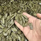 عود دقة البنتلي