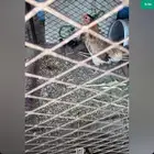 عندي دجاجه عليه 3 فروخ و ديك ابيض