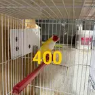 rose bird gouldian finch English budgie