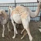 حشو سمين قعدان ونظيف