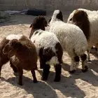 البيع رخال 2