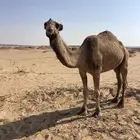 للبيع ناقه صفرا