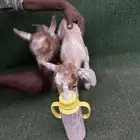 ماعز قزم جوز ذكر وانثى