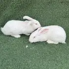 ارانب فلاندر الماني (تم البيع)