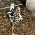 دجاج بلدي عمر ثلاثه اشهر