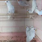 اجواز روز البينو عيون حمر