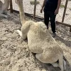 قعود فل الفل على برسيم وشعير