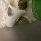 هامستر روسي