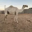 للبيع قعود باتلي جذع