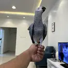 كاسكو انتاج محلي مجنون ولافه ومتكلم بالوجه وعلى تم البيع