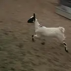 الجفرة للبيع