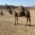 جمل احمر ساحلي