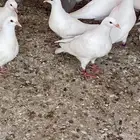 حمام فرنسي ملكي بيور سلاله طيبه