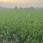 برسيم للبيع للتواصل واتس