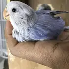 فروخ روز - جودة عالية وسعر مميز