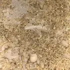 جوز روز منتج