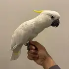 كوكاتو سلفر اليف و هدد و متكلم تم البيع خارج الموقع