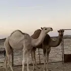 قعودين مفاريد مسكته