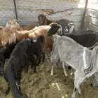 بسم الله ماشاء الله معزا للبيع