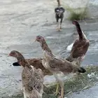 شامو يباني