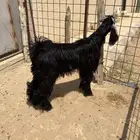 تيس العمر تقريبا 5شهور