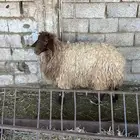 رخله نعيم ثنيه بريه طيبه تم البيع