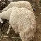 الباحه طريق الملك عبد العزيز الخويتم مفرق بني ضبيان