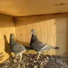 حمام زاجل سباق