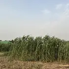 قصب اثاري